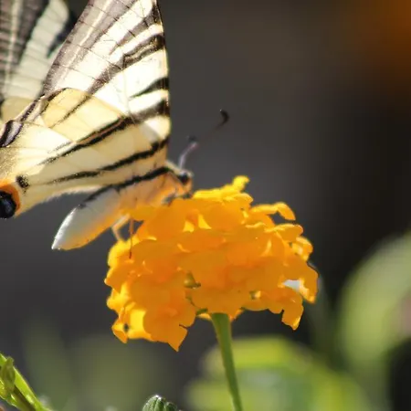 Çiftlik konaklama Masseria Valente *