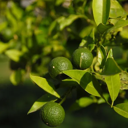 Masseria Valente Ostuni