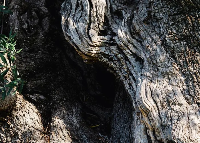 Masseria Valente 팜스테이 오스투니